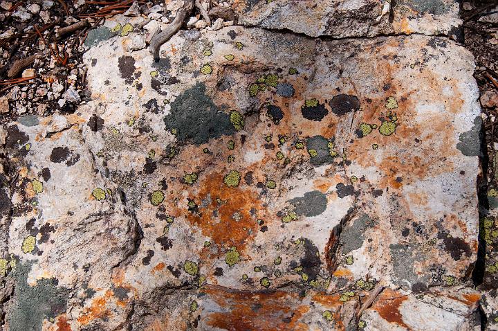 Lichen 6062.jpg